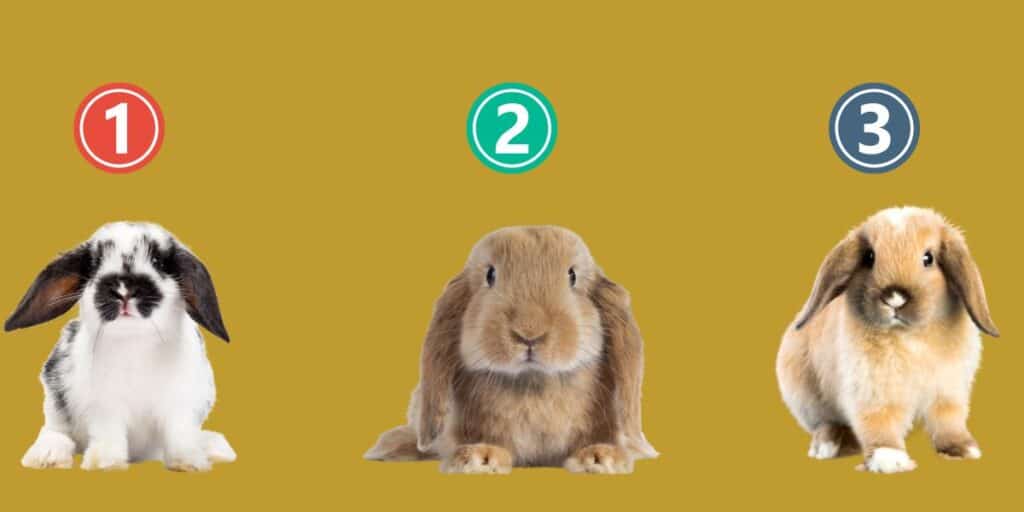 Hop into self-discovery: what your rabbit choice reveals about you in today's fun personality test