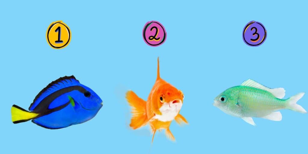 Unleashing your inner fish: a playful personality test based on your favourite aquatic creature!