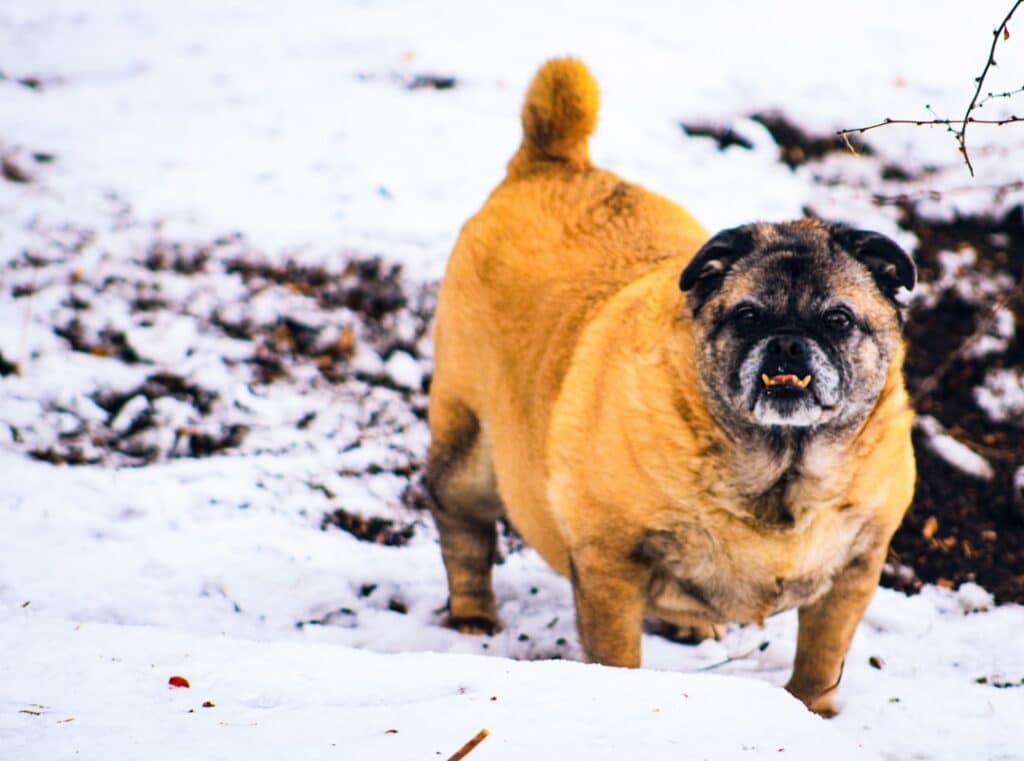 discover a comprehensive guide to dog breeds, exploring various types, characteristics, and care tips to help you find the perfect canine companion for your lifestyle.