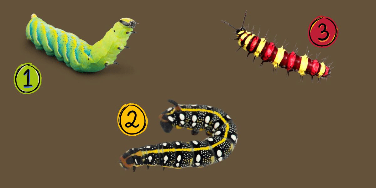 Unravel your inner self: what does your caterpillar choice reveal about your personality?